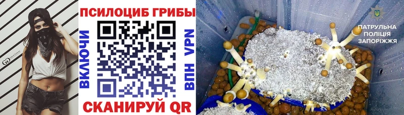 Купить закладки  Всеволожск  Галлюциногенные грибы Cubensis 
